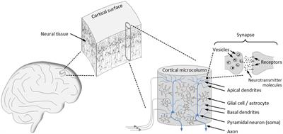 Laying the foundations for a theory of consciousness: the significance of critical brain dynamics for the formation of conscious states